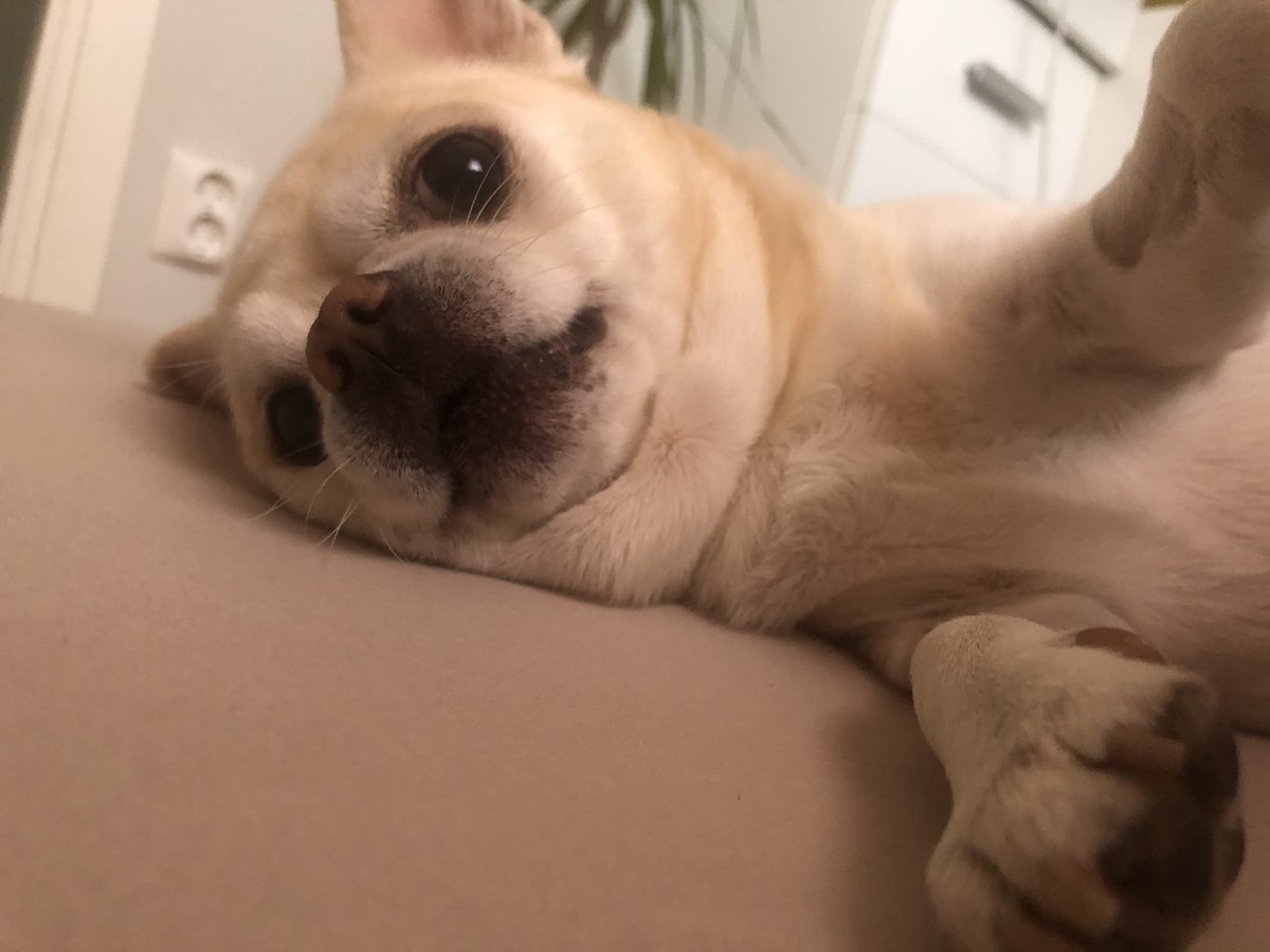 chunkysimba's tweet photo. Exactly a month since we got Simba back home after his surgeries. He’s doing amazing, he’s happy and energetic. The stitches fell off and it’s all almost healed. We are waiting for a date to go and check why he started limping after the surgeries because it’s not going away 🐾 ❤️ https://t.co/NxGXrMoGeY