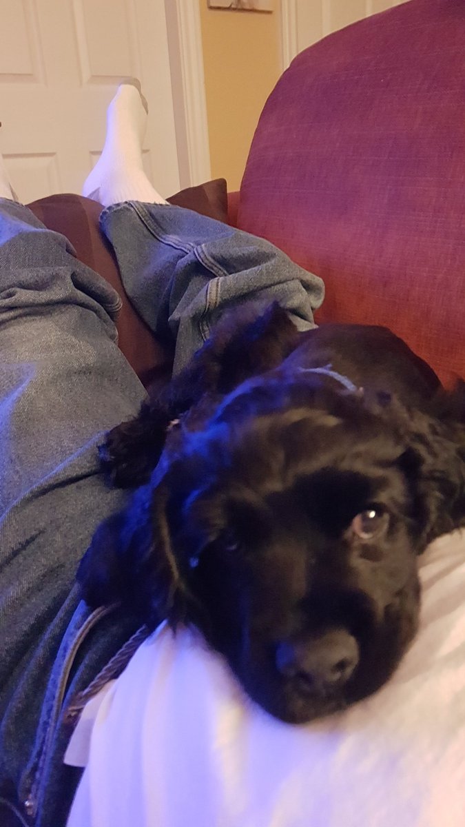 Health reasons have forced me to give up Hawkeye.  His new home will be with Delta Icehawks owner and his family.  Will miss him, but it is best for both of us....