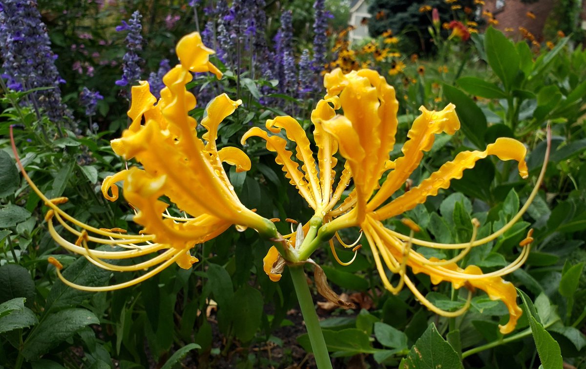 GardenOpus's tweet image. 🦄YOU STEPPED ON A UNICORN!😱  Exclaimed good friend @MikeHeter when I confessed I backed over rare in cultivation Lycoris chinensis (Golden Spider Lily, Naked Ladies) as I captured 1st set of pics posted. Thankfully a 💪tough lady, staked for a day &amp;amp; now healed! Amaryllidaceae