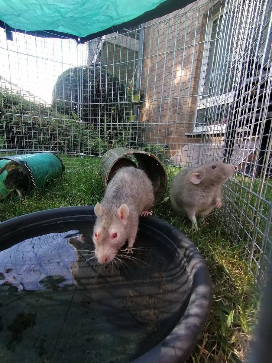 Naruciraptor's tweet photo. Da ich mal wieder meine Ratten ins Außengehege tun musste, weil ich meine Wohnung wegen quasi ausräuchern muss, gibt's wieder obercuten #ratcontent! https://t.co/fyJUH8sX5k