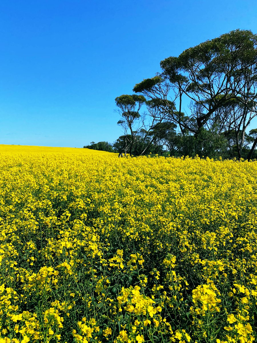 CaddyYP's tweet photo. Struggling to walk through canola with the sweep net. 64mm received in August really pumped up the crop. #44Y90 @pioneerseedsau https://t.co/NNM2wdxU4K