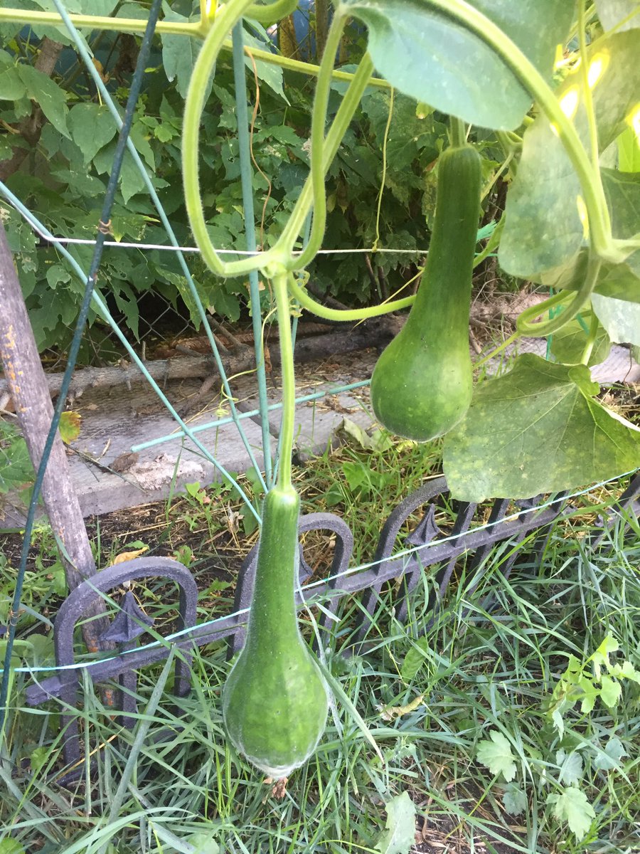 Three lovely bottle gourds for cooking with! Going to make Apicius’ “Cucurbitas” recipe again with my homemade black grape wine, veg stock, olive oil, and cumin 😍#italianfood #romanfood #experimentalarchaeology #latin #apicius