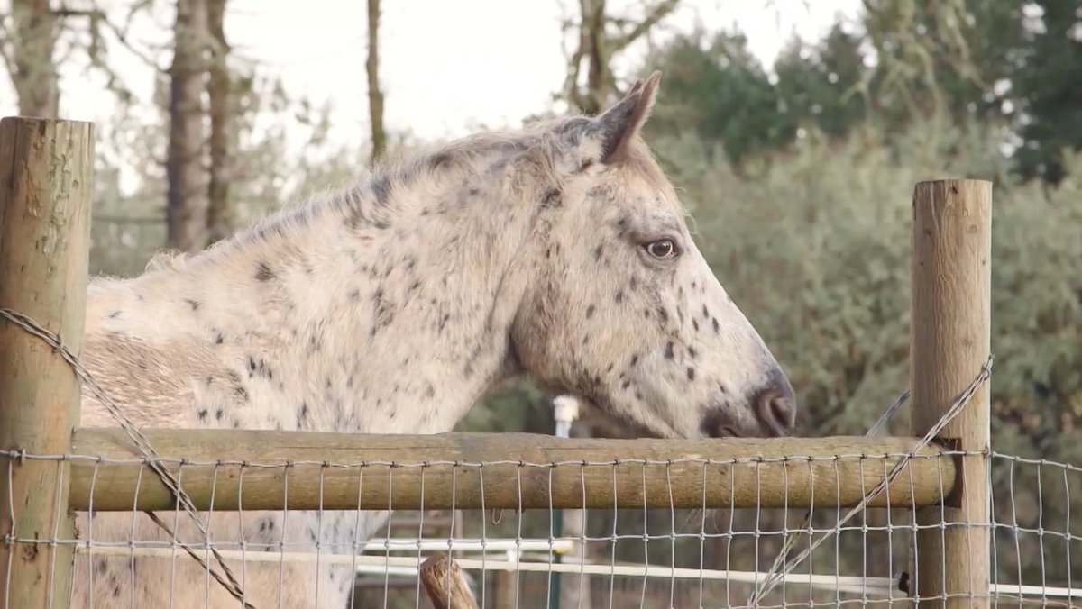 CSS Animal Tales tweet media