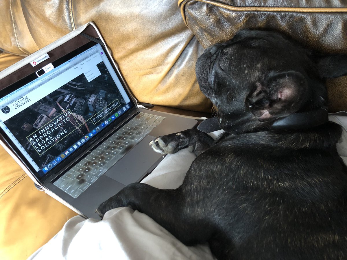 Remedy_OC's tweet photo. Try and convince me the dogs didn’t start the pandemic. https://t.co/zmHBEjXoZ3
