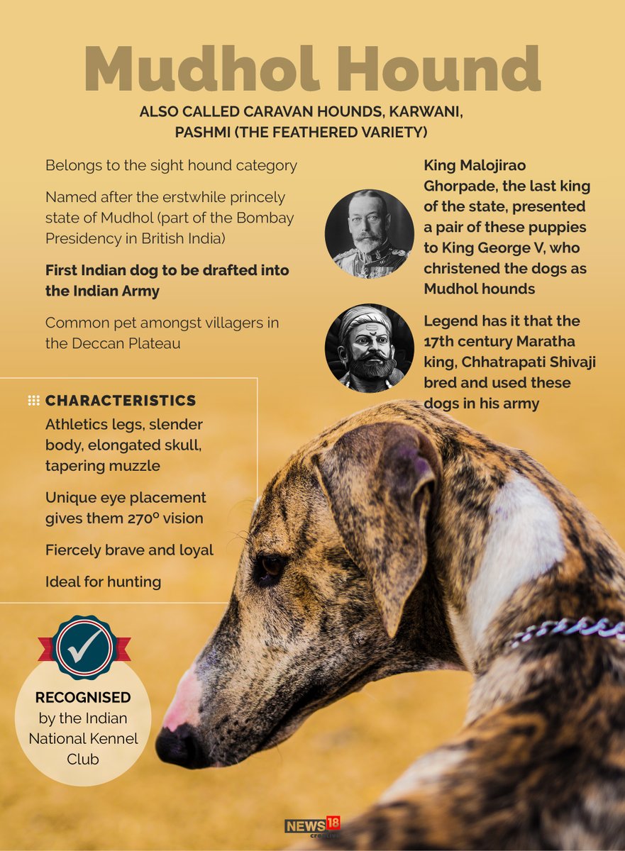 The Mudhol Hound, is the first Indian dog to be drafted into the  #IndianArmy.Follow the thread to know about some of the lesser known dog breeds native to India.