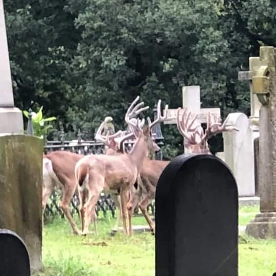 povertybayhunt1's tweet photo. Daytime cemetary bucks very awesome ☺ https://t.co/gu8nqbmzHj