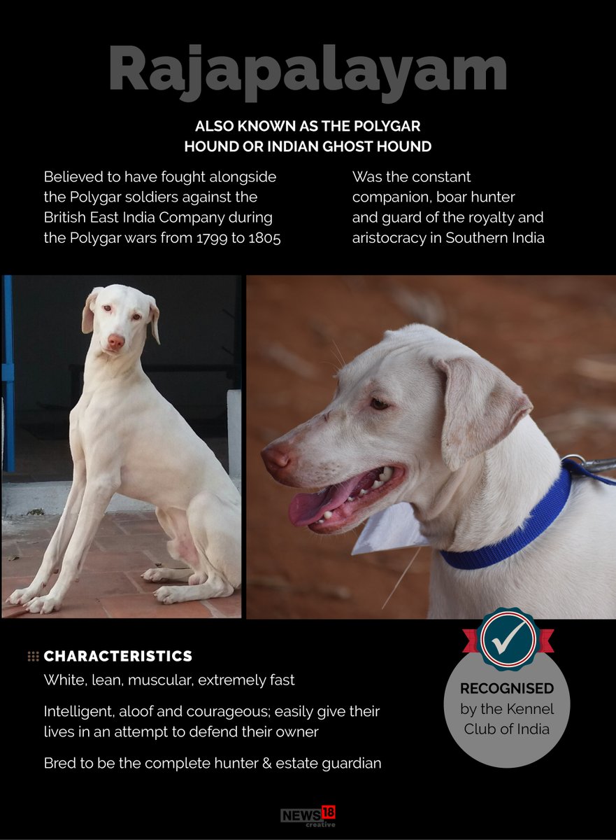 The Rajapalayam also known as the Polygar Hound or Indian Ghost Hound.Follow the thread to know about some of the lesser known dog breeds native to India.