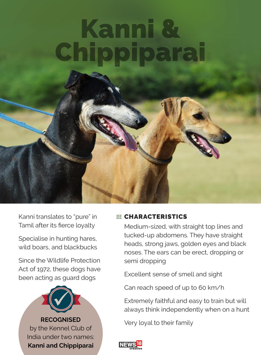 Kanni and Chippiparai have an excellent sense of smell and sight.Follow the thread to know about some of the lesser known dog breeds native to India.