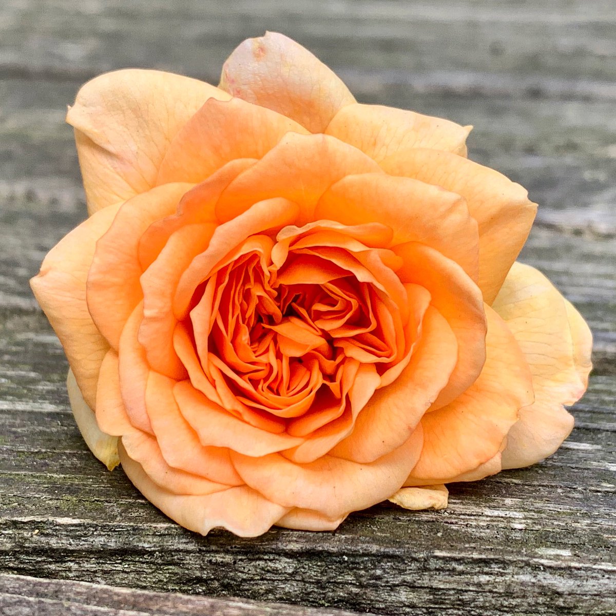 nikkilewisphoto's tweet photo. The beauty & scent of Dame Judi Dench rose.
@DAustinRoses #damejudidench #judidench #rose #roses #rosescent #scent #nikkilewisphotography #hertfordshire #herts #hertslife #garden #gardenlife #gardening #gardenersworld #flowers #flowerphotography #gardenphotography #petals https://t.co/OkgvUCcxWU