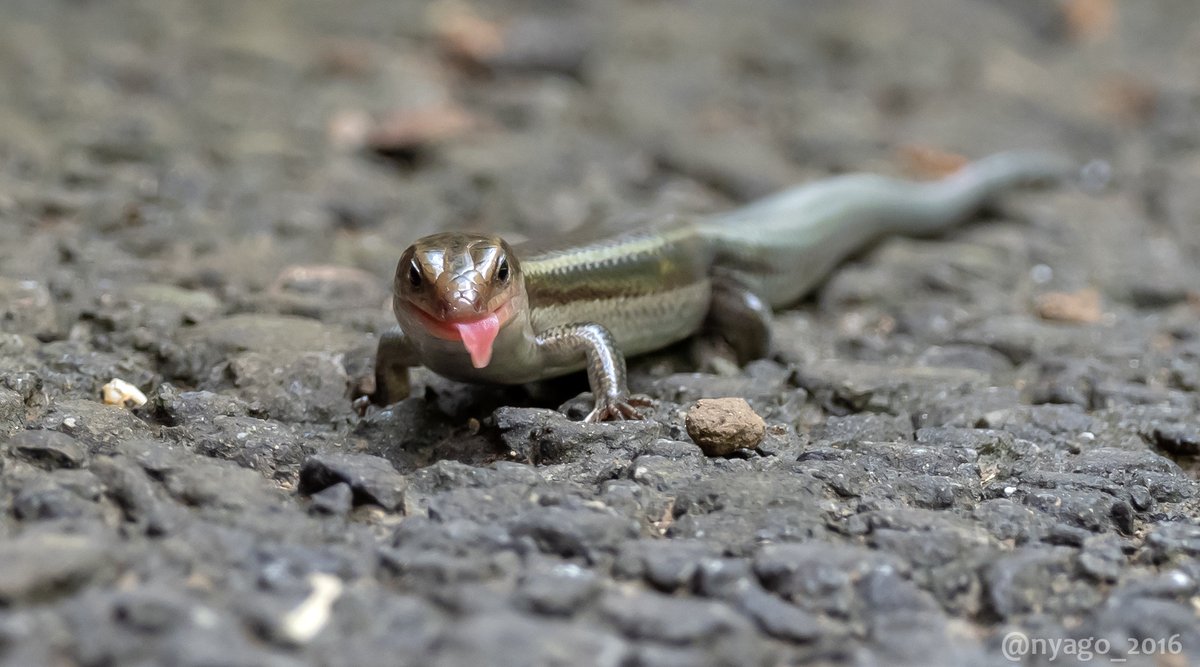 ট ইট র Nyago 美味しかったぁ 舌 ニホントカゲ トカゲ とかげ Lizard Skink 爬虫類