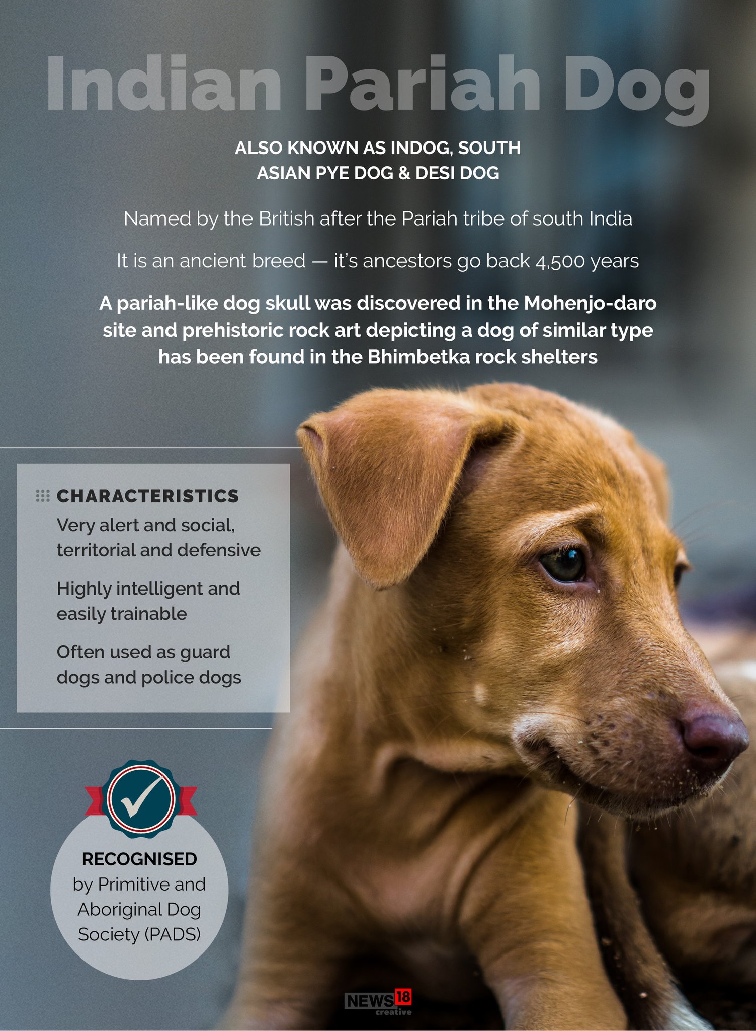 Indian pariah dog deals intelligence