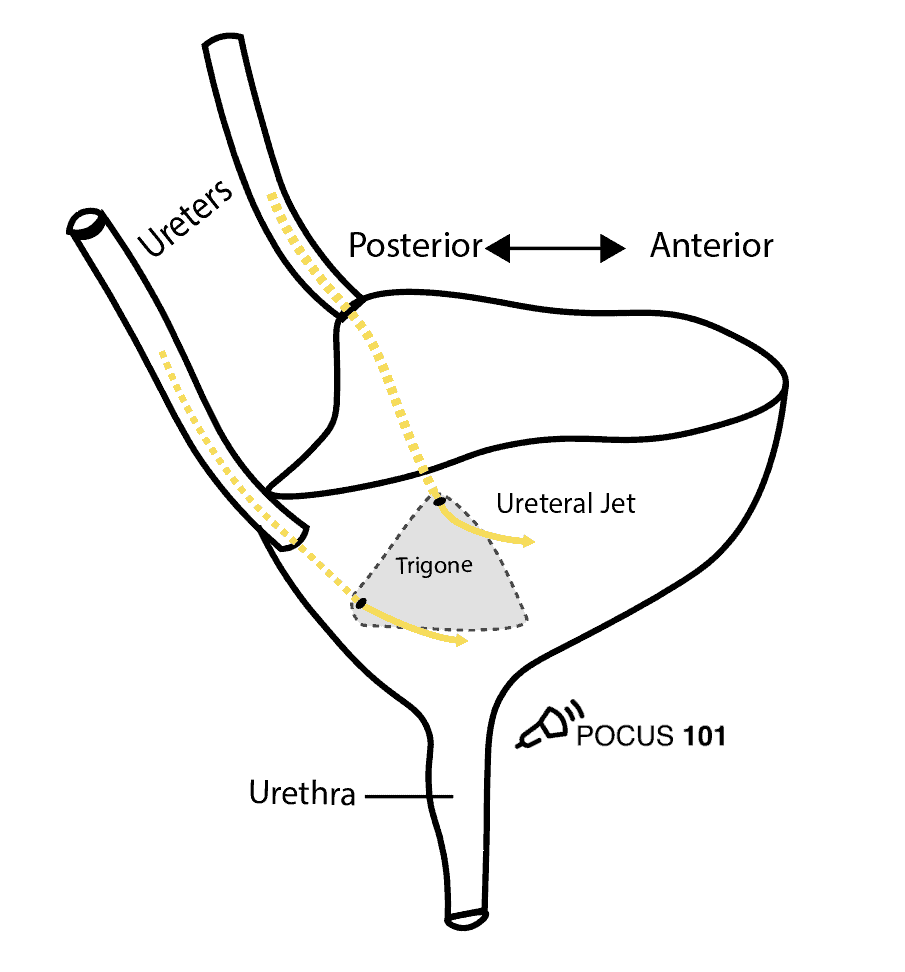 bladder base anatomy