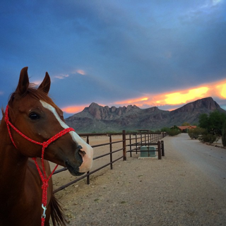 AZDudeRanches_'s tweet photo. We love horses and sunsets! #ArizonaDudeRanches seem to have plenty of both : ) Visit  link in  bio to learn about all of the amazing #guestranches located in gorgeous #State48! #duderanch #staycation #safecation #getoutside #familyvacation #exploreArizona #familyfun #deserttrail https://t.co/DWmBbszU8a