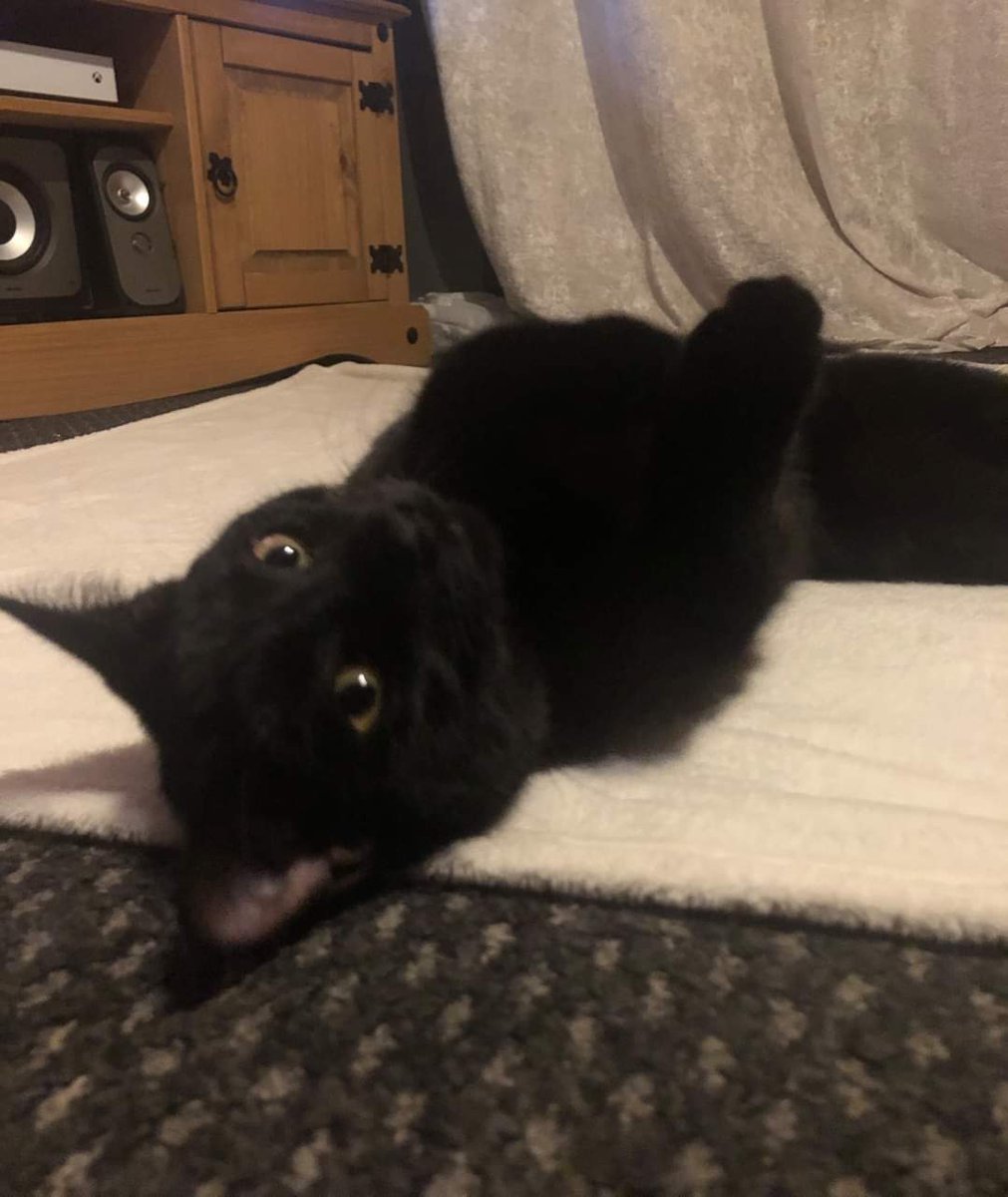 AlanDaffern's tweet photo. All black female cat "Binx" has been #Missing since Monday the 31st of August from her home in #Prestatyn #Denbighshire #NorthWales #LL19. Please check their gardens, sheds, under hedges incase she is trapped somewhere.

https://t.co/MoVaIviXYz

#lostcat #missingcatwales https://t.co/ogZ2w6KsFD