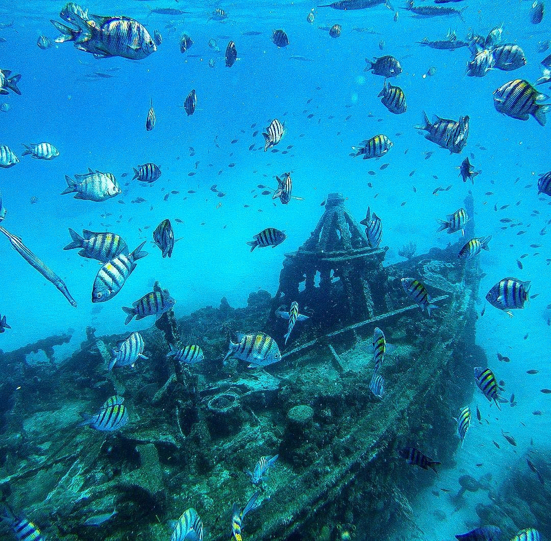 Barbados's tweet photo. Beautiful scenes of Barbados are found from the airplane window right down to underwater life!

Our waters are clear and calm with visibility ranging 50-95 ft making it ideal for diving and snorkelling, whether you're an expert or a first-timer! #LoveBarbados

📸: travelers_lenz https://t.co/TbEvhwtOpl