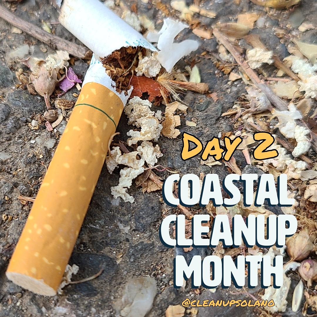 Cigarette butts are the #1 most collected trash debris in #SolanoCounty and the world. Made of plastic and not paper, they contain heavy metals and chemicals that can leech into our drinking water if left in the environment.