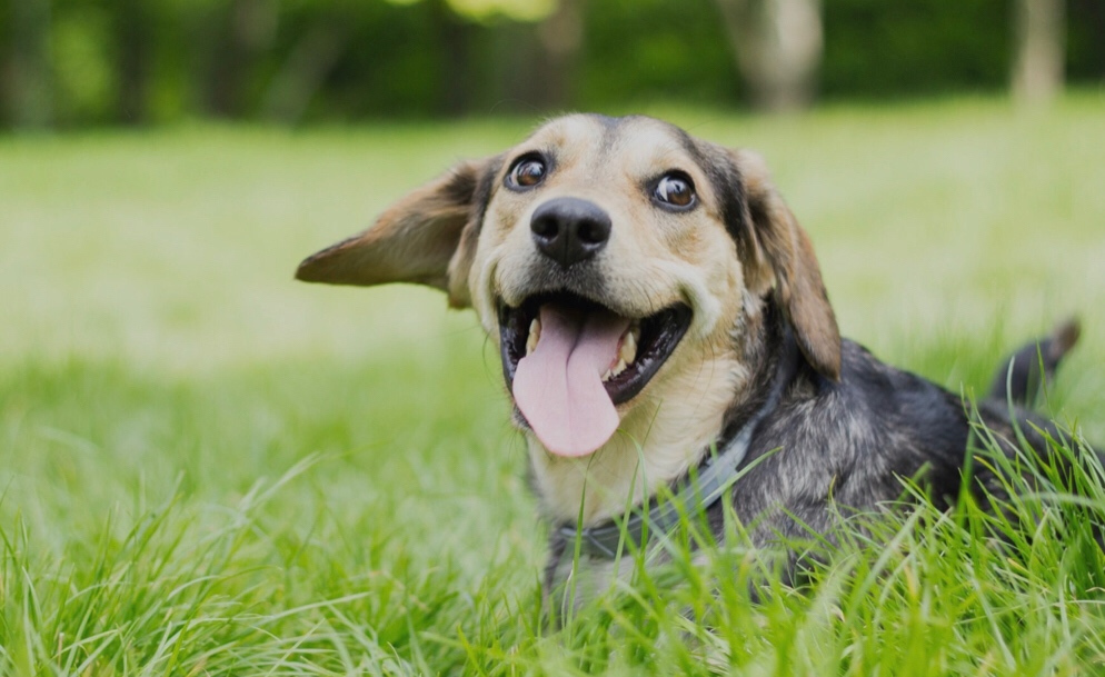 TuffPupper's tweet photo. Why do dogs like to eat grass? 

https://t.co/Dieoq425VT https://t.co/fe35rsxWLK