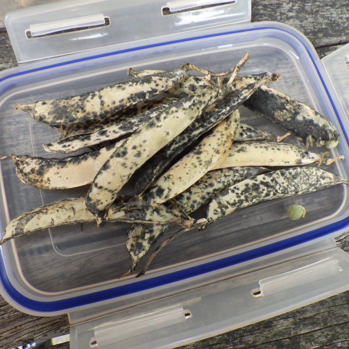 plantletculture's tweet image. My garden pea plants🌱 from test tubes🧪 are just about finished now, after loads of fresh peas I left some pods to go to seed. From 15 pods I have 98 seeds 😀 
Now to check the seed viability using the gel tubes. #FFBBiology #FFBScience #STEM #ScienceFromHome #distancelearning