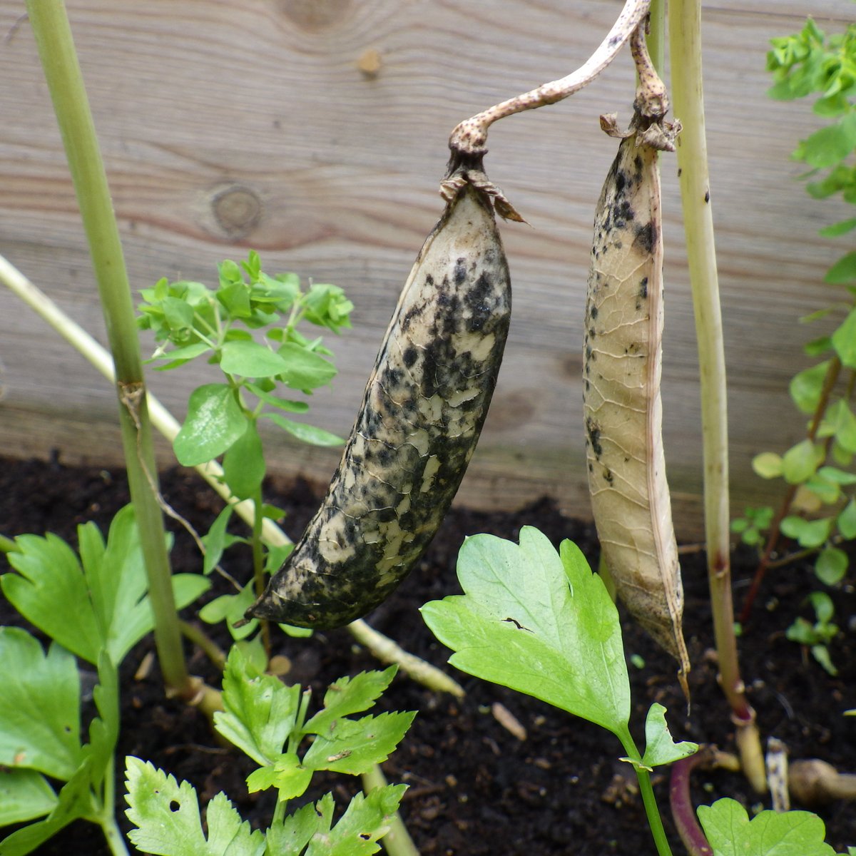 plantletculture's tweet image. My garden pea plants🌱 from test tubes🧪 are just about finished now, after loads of fresh peas I left some pods to go to seed. From 15 pods I have 98 seeds 😀 
Now to check the seed viability using the gel tubes. #FFBBiology #FFBScience #STEM #ScienceFromHome #distancelearning