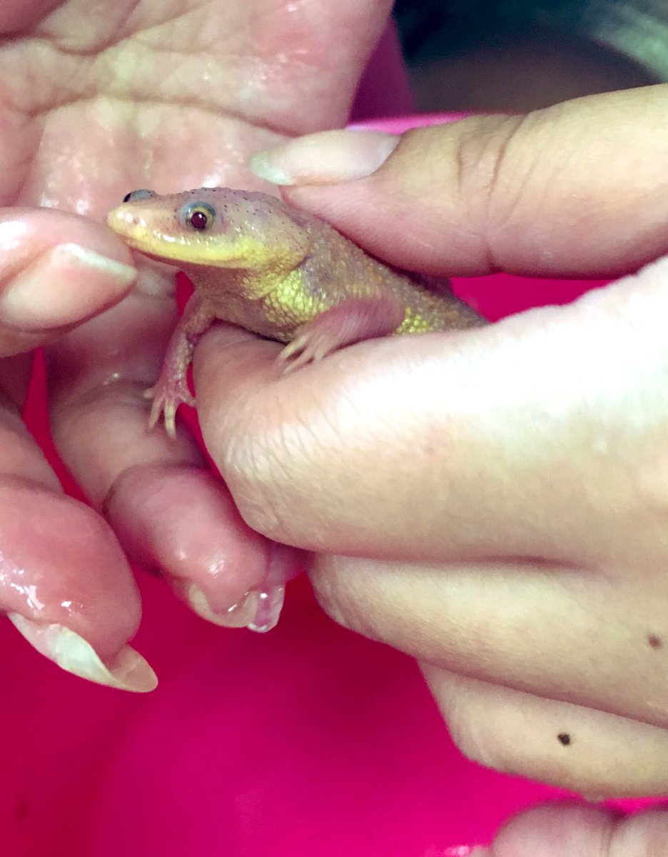 りりちゃん そういえば去年のブラックアウトでりぶすけお迎えしたから1年だったよ うちに来てくれてありがとう おブスな顔が可愛いからこれからもおブスでいてね イベリアトゲイモリ スペインイモリ イモリ 両生類 イモリウム