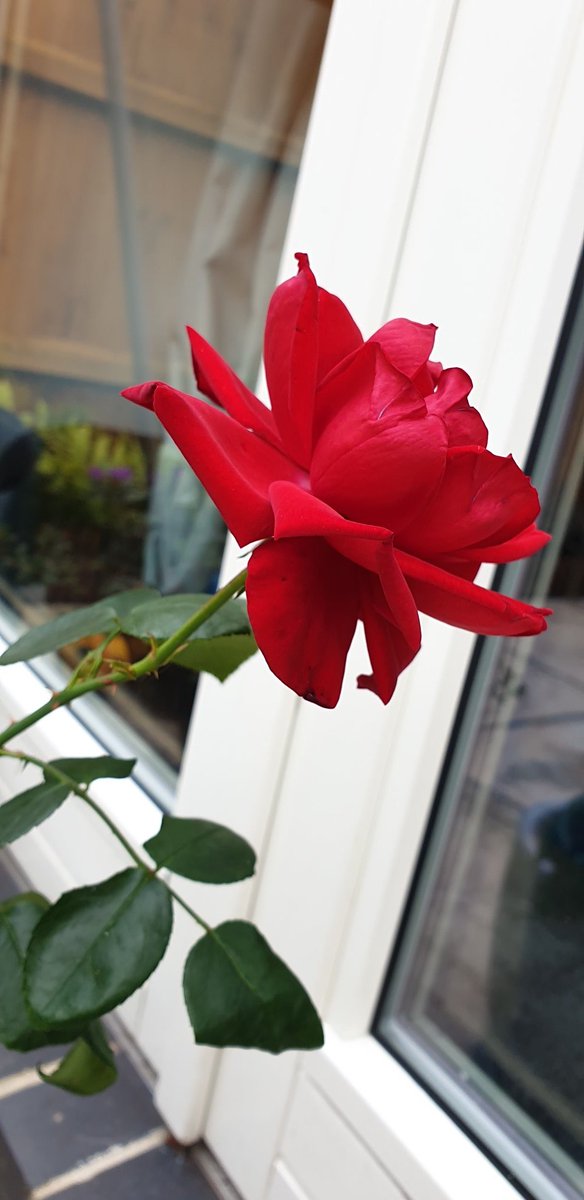debbie_l_c's tweet photo. SHE BLOOMED!
So bright and beautiful even on this grey day.
I love her 🥰🌹
#nofilter #rosecutting #rose #gardening #smallgarden #redrose https://t.co/WD2fDJx0jJ