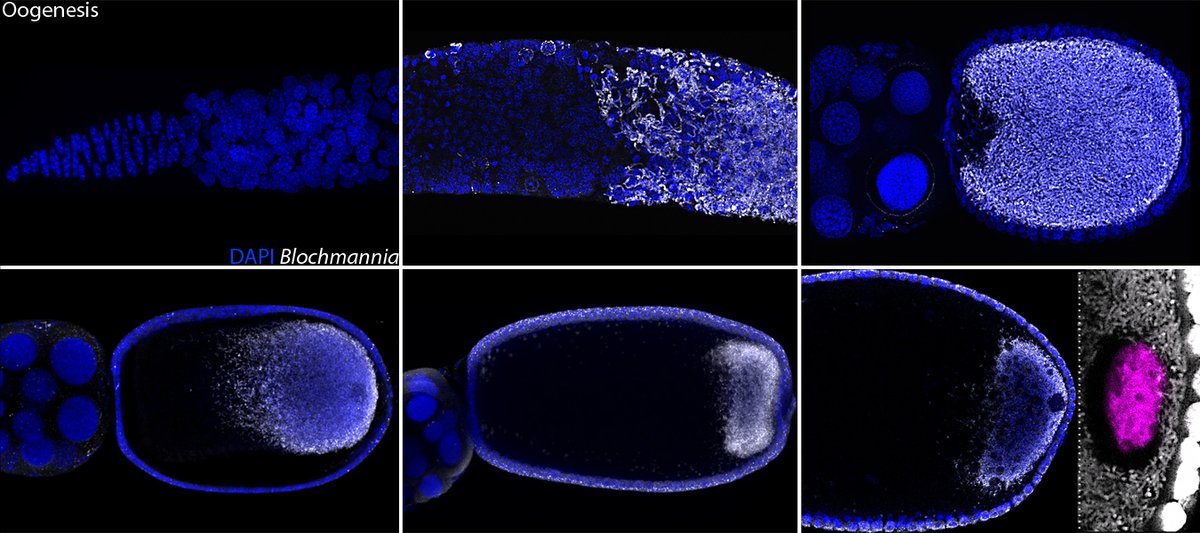 We show that during its vertical transmission, Blochmannia localize toward the posterior pole of the Camponotus floridanus oocyte, where it surrounds  #germplasm. Germplasm (in flies, wasps, and ants) has a dual role of specifying the  #germcells and the  #abdomen of the embryo. 5/n