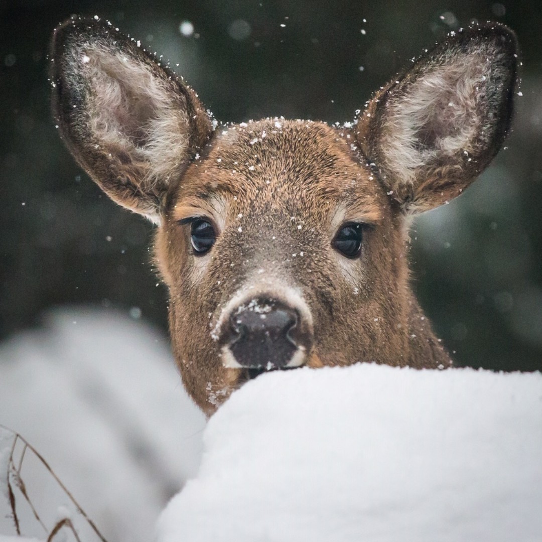 Can you name this type of deer 🦌 ?

This is a white tail - the most common deer roaming Canada. We see them often in the back garden of our accommodation.
.
.
#wildlife #canada #naturalbeauty #travelcanada #purposefulgaptravel #explorecanada #gapyear #gapyeartravels