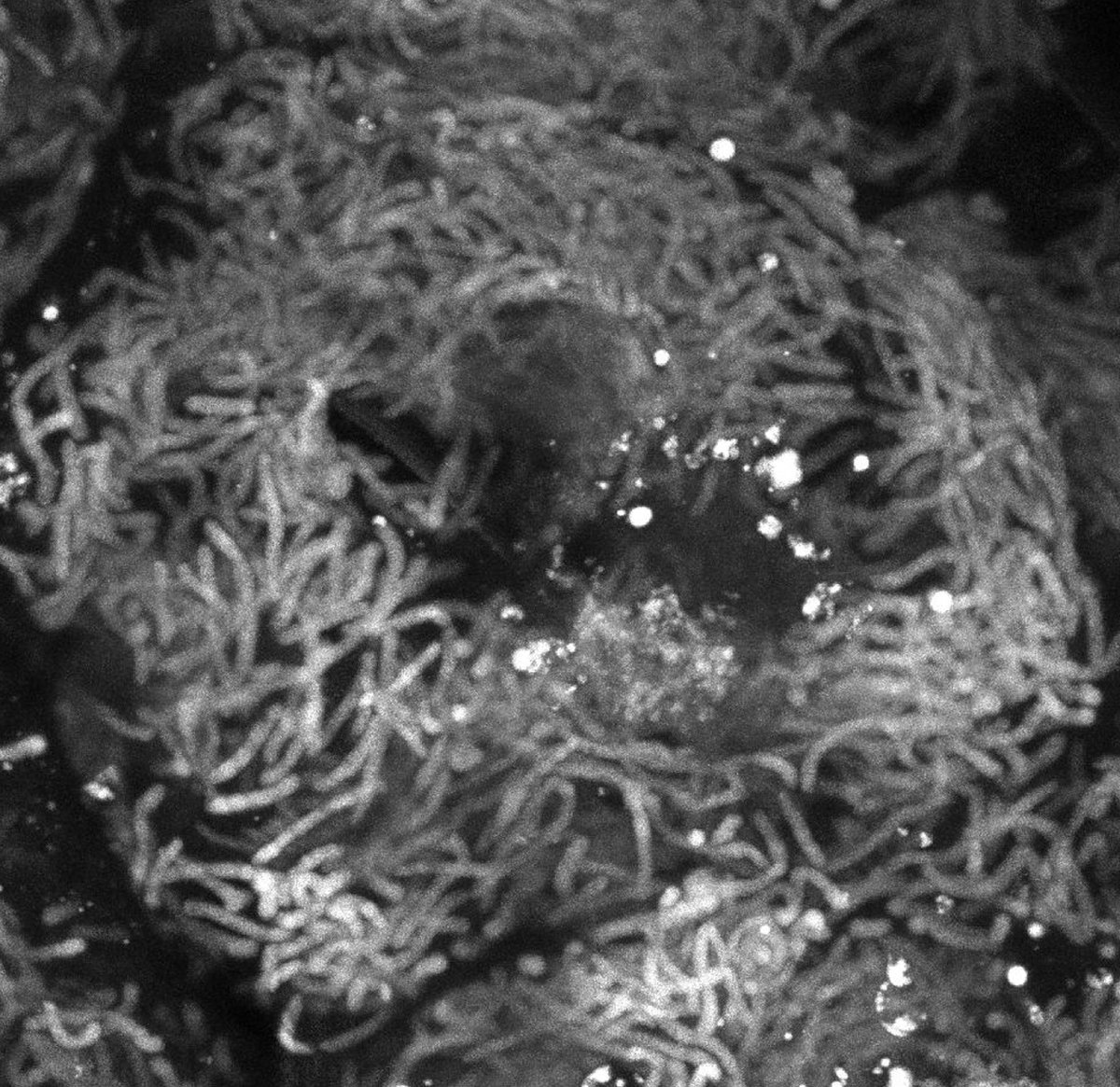 We sought to understand the origin and elaboration of the  #obligate  #endosymbiosis between the  #bacteria  #Blochmannia and the  #ant tribe  #Camponotini  #MajorEvolutionaryTransitions  #EcoEvoDevo.  @evodevo_papers  @the_Node  @Dev_Bio_Journal  @MyrmecolNews 2/n