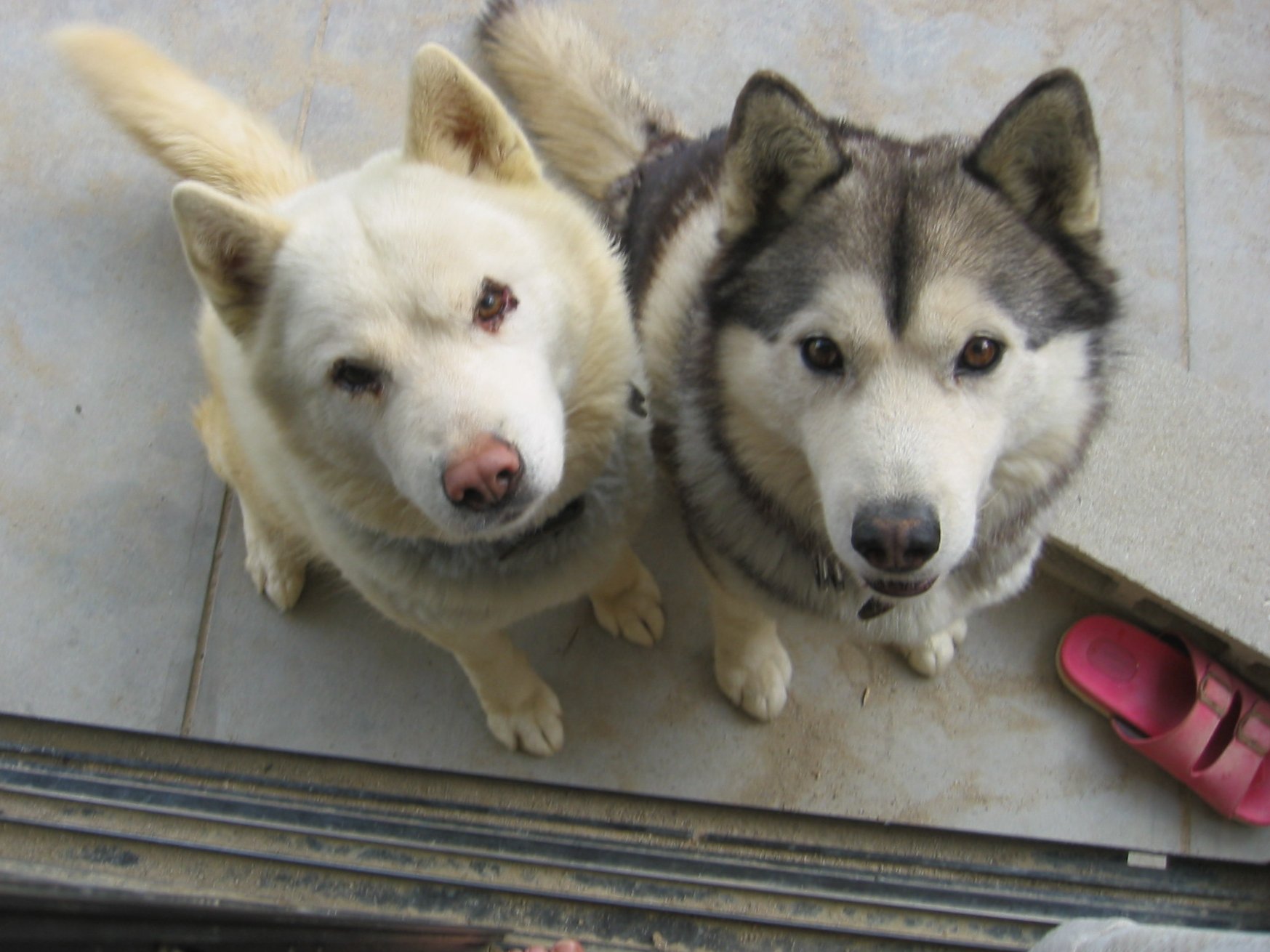 ハマジ على تويتر 先代のハスキーはシオンくんとレオンくんです 兄弟 白いハスキーのシオンくんが私担当で 黒いハスキーのレオンくんが弟担当でした 姉ちゃんのハスキーはレッドで リキ かっこよかった ハマジ على تويتر 先代のハスキーはシオンくんとレオンくんです 兄弟 白いハスキーのシオンくんが私担当で 黒いハスキーのレオンくんが弟担当でした 姉ちゃんのハスキーはレッドで リキ かっこよかった