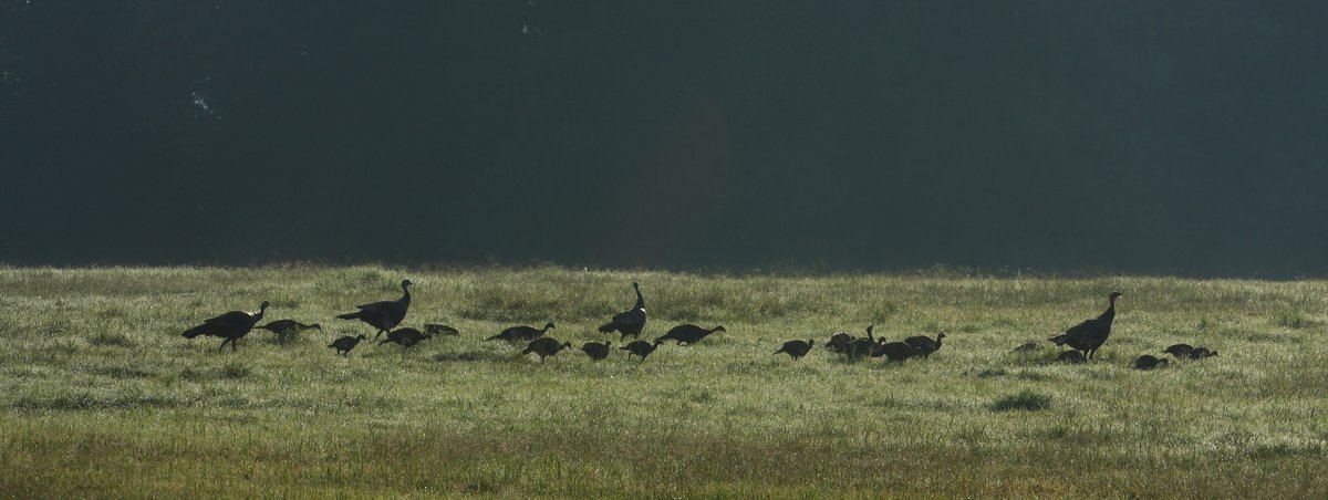 Come join @danajmorin and me at <a href="/MSU_CFR/">MSU Forest Resources</a> to work on turkey population modeling with <a href="/MDWFPonline/">MDWFP</a>! Help us spread the word <a href="/adamkjanke/">Adam Janke</a> <a href="/gamelabUGA/">Martin G.A.M.E Lab</a> @purduewildlifer <a href="/GoosePhD/">Heath Hagy</a> <a href="/RB_Iglay/">Ray Iglay</a> <a href="/micheltkohl/">Michel T. Kohl, PhD</a> <a href="/QuailProfessor/">Dr. Kelly Reyna</a> <a href="/tori_mez/">Tori</a> <a href="/JMYeiser/">John Yeiser</a>

wfscjobs.tamu.edu/jobs/post-doc-…