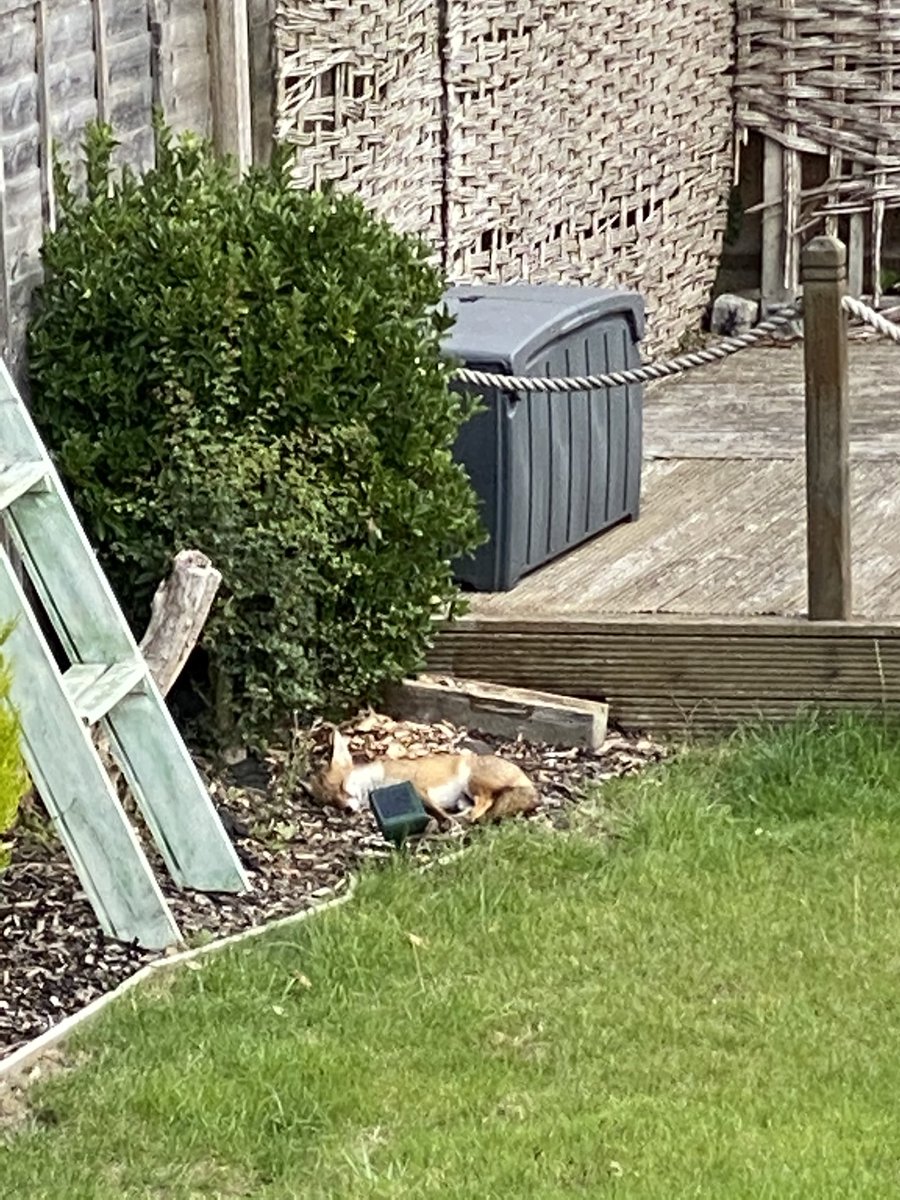 BoothKit's tweet photo. That ultrasonic fox deterrent I bought is working well - he’s sleeping right next to it! https://t.co/hfpGSwAzX7