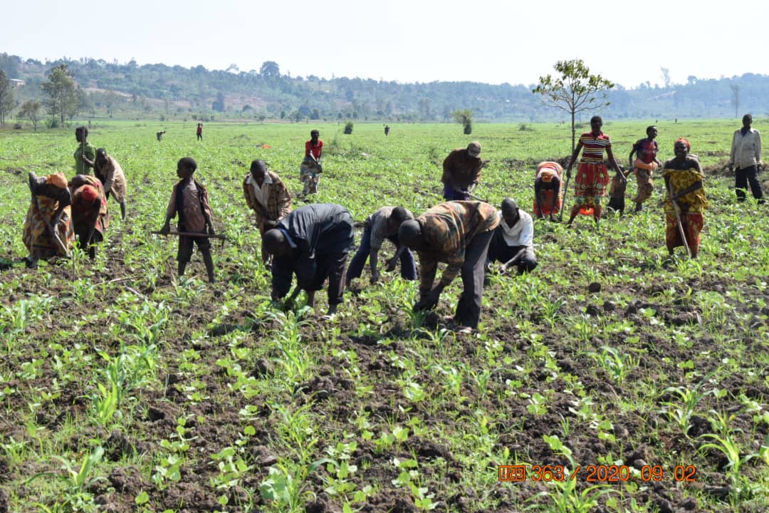 RTNBurundi's tweet photo. #Burundi 1° En marge de sa descente dans @MuyingaProvince, la DVP au @BMineagrie madame @vestinenyandwi1 en compagnie des cadres de ce ministère, se joint aux agriculteurs membres de la coopérative #Nezerwa dans les travaux de sarclage des maïs et ... https://t.co/D2QShsxUxT