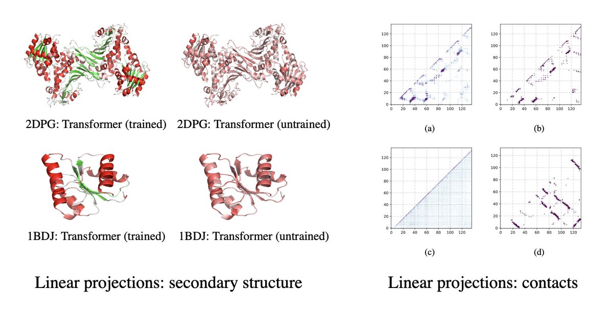 4/9 Last year in the first version of the paper, we scaled Transformer models with ~700M parameters to 250M protein sequences in UniParc. The models learn about the intrinsic properties of proteins.