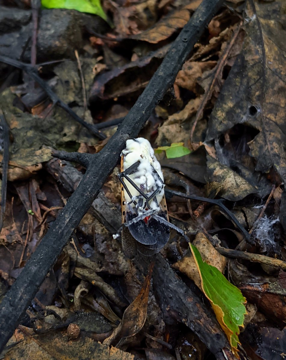 DoctorClifton's tweet photo. On August 31st, I found a few spotted lanternflies killed by 𝐵𝑒𝑎𝑢𝑣𝑒𝑟𝑖𝑎 𝑏𝑎𝑠𝑠𝑖𝑎𝑛𝑎 or 𝐵𝑎𝑡𝑘𝑜𝑎 𝑚𝑎𝑗𝑜𝑟 in Berks County, Pennsylvania.  Fingers crossed for more rain in September!
#stopSLF #spottedlanternfly #fungi #invasivespecies https://t.co/DuF4OktTXW