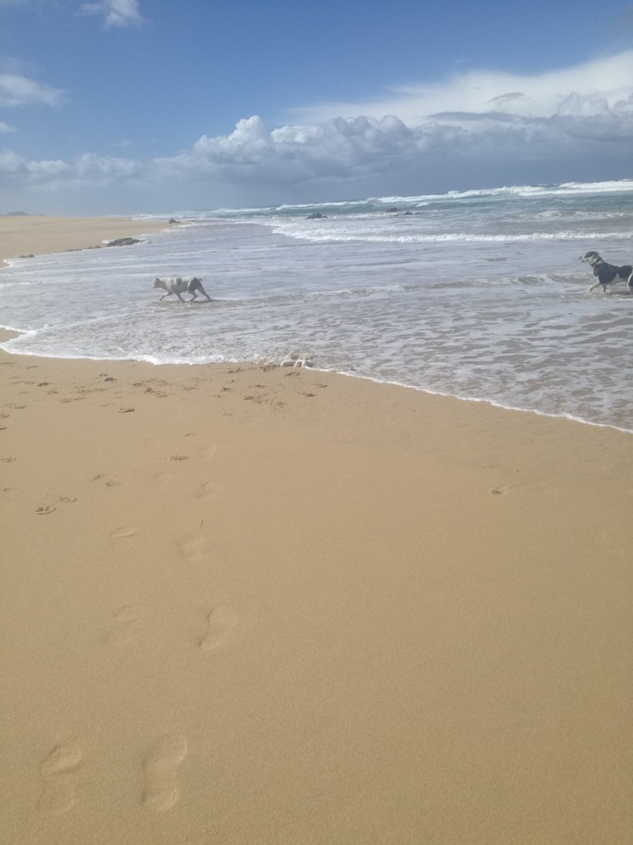UdeMischa's tweet photo. Hit refresh!😊
Took your faves to the beach this weekend to see their cousin and to visit their aunties. We had such a wonderful time. I really feel much better than I was a few days ago. Thanks again for the wonderful messages.🌸🙏
#dogs #dog #beach #phdlife #sciencepups #stem https://t.co/7DCOhu2Dzj
