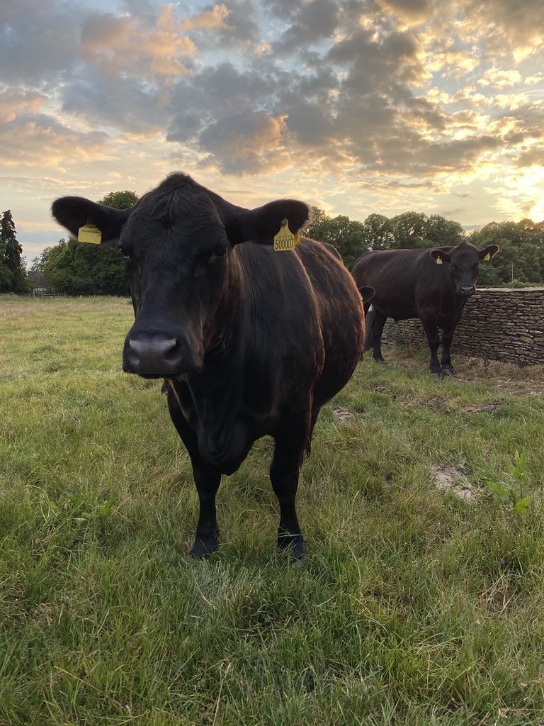 tom_wakefield's tweet photo. September is the month to celebrate all things organic. As an organic farmer, I take a huge amount of pride in the way I farm, always ensuring that animal welfare and the environment take priority....

#organic #organicfarming #organicseptember #organicgrassfedbeef  #proudtofarm https://t.co/k1cX2LRwRg