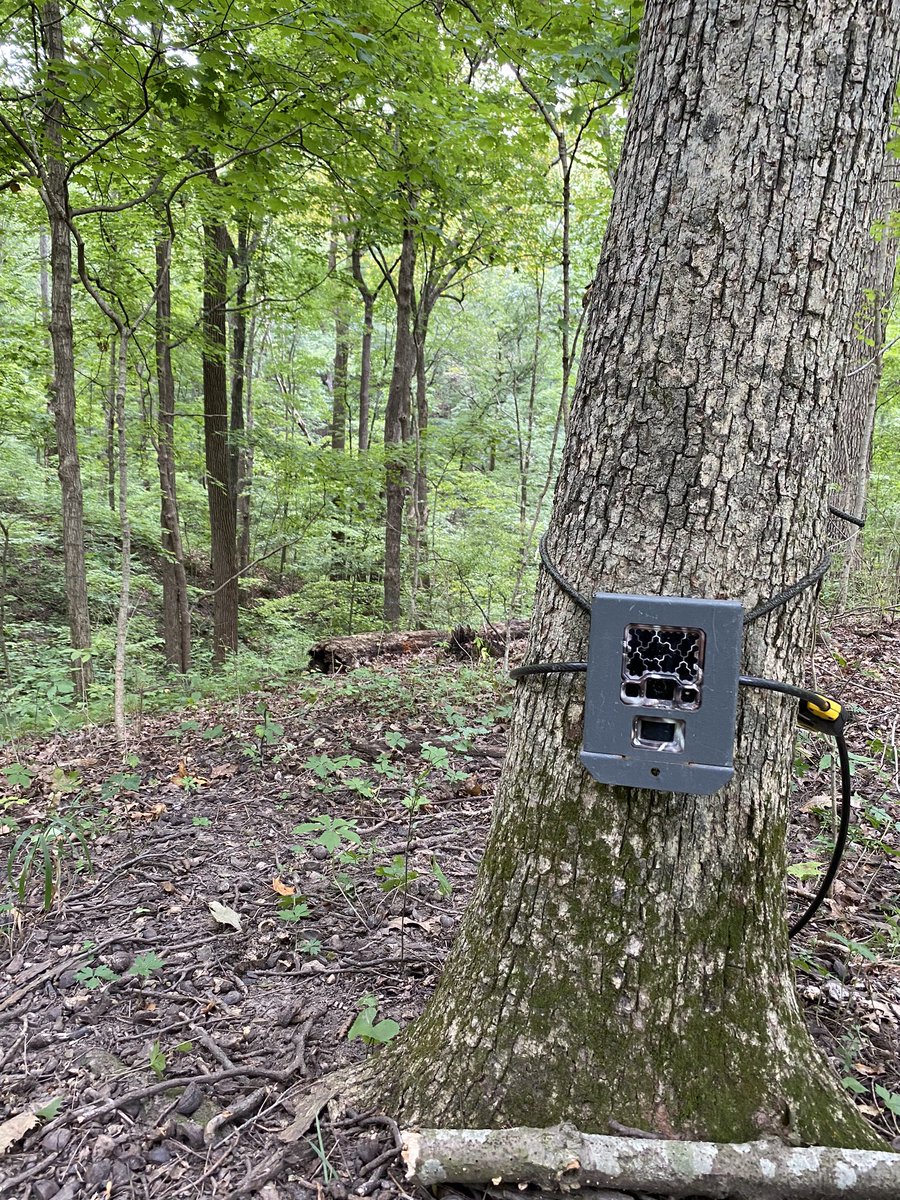 Cameras are up and running at Martell Forest and Purdue Wildlife Area! Photos are used by students in my Wildlife Habitat Mngt class and #SnapshotUSA