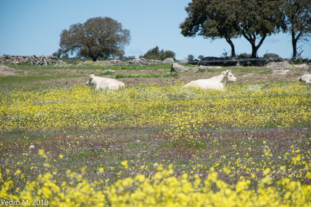 El proyecto Life Live Adapt desarrolla una serie de acciones técnicas encaminadas al desarrollo de soluciones practicas de adaptación de la ganadería extensiva al cambio climático. 
¿quieres conocerlas? 
Haz click aquí ➡️ cutt.ly/nfcww2I
#lifeprogramme #ganaderiaextensiva