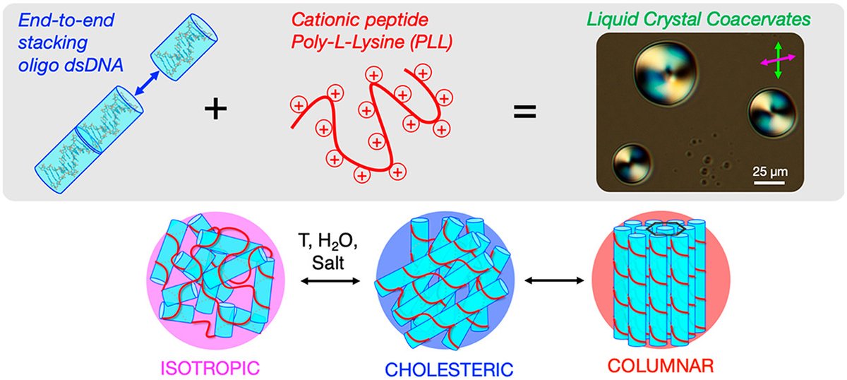 acsnano's tweet photo. Liquid crystals of double stranded #DNA and peptides https://t.co/9FkbO9D34g @acsnano from Tommaso Fraccia @ESPCI_Paris @CNRS /PSW @PSWnano #nano https://t.co/jvwPL3s9lg