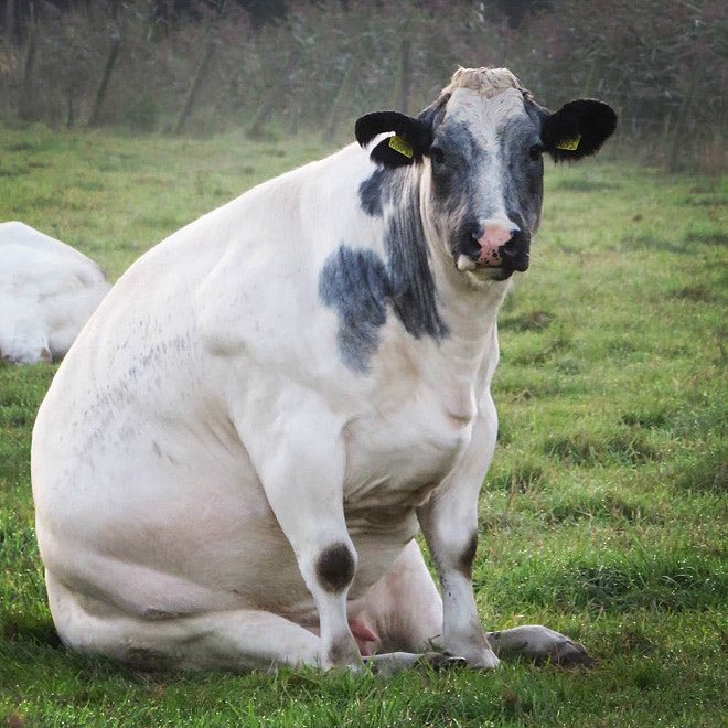 sitting cows a thread