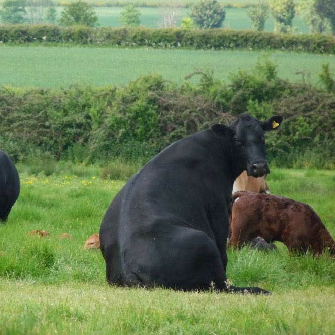 sitting cows a thread
