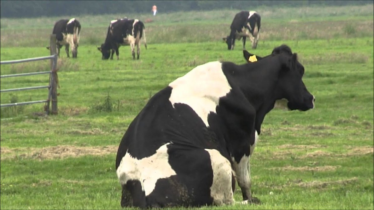 sitting cows a thread