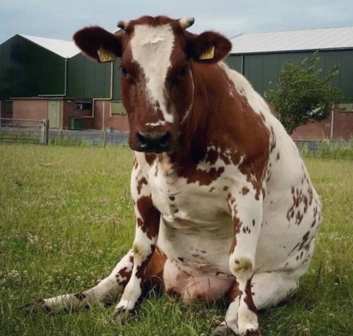 sitting cows a thread