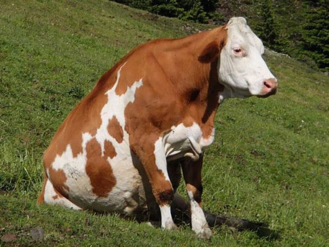 sitting cows a thread