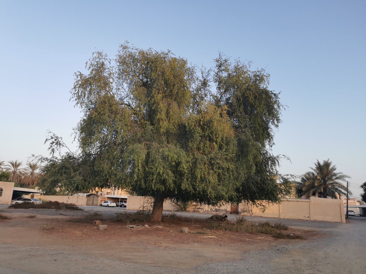 وعلى الرغم من تواجد الغاف في شبه الجزيرة العربية ، لكن تبقى عمان هي البلد التي انتشرت فيها هذه الشجر...