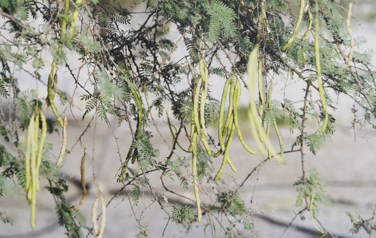 للأسف تراجعت أعداد شجرة الغاف بشكل ملفت، نتيجة للنشاط البشري أولا، وعدم وجود برنامج وطني لحمايتها أو...