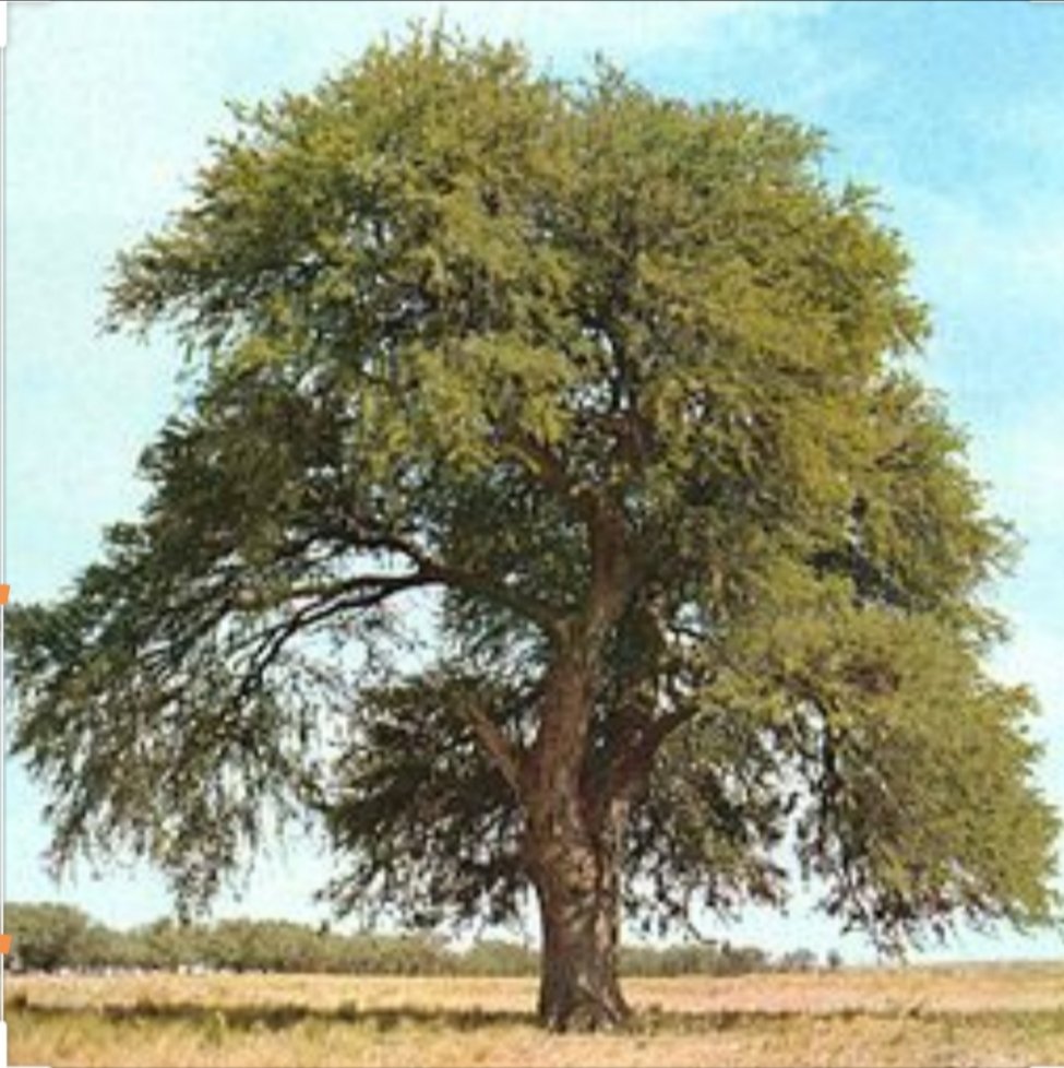 عٌمان والغاف والمهلب بن أبي صفرة 

لطالما عرفت بعض الدول بشجرة معينة كلبنان التي تعرف بشجرة الأرز، و...