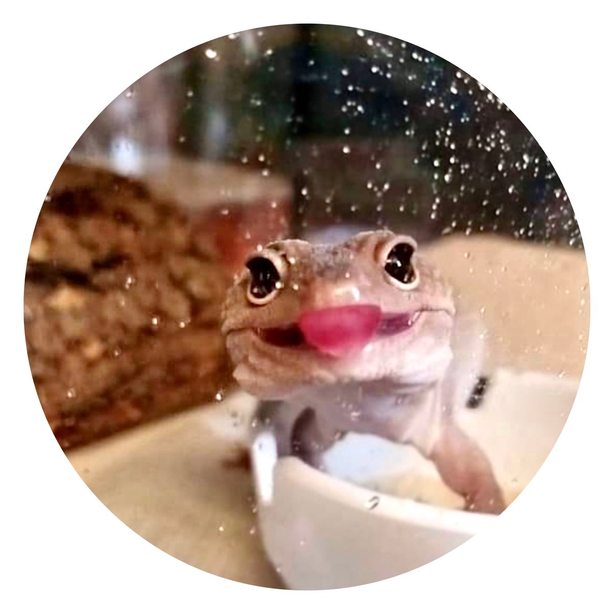 SimpleworksIT's tweet image. Meet Vader the Leopard Gecko, our Pest Control Technician. Besides staring at us, he enjoys sticking his tongue out, lounging around, and eating very very gross things.  
#simplework #coloradospringsIT #petatwork #workinggecko #geckoinstagram #VadertheLeopardatwork