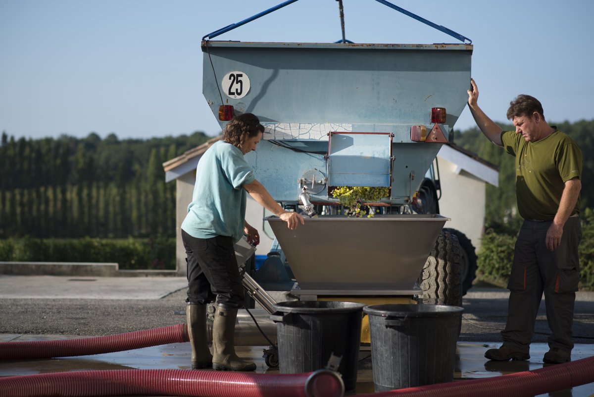 We've been hard at work harvesting the grapes for our whites and rosé. Yet more delicious wine lies ahead! 🚜 🚜 🚜
#wine #white #rose #ukwine #vineyard #vineyardlife #vin #vino #winemaking #bordeaux #france #wineoclock #instawine #foodandwine #grape #bordeauxwines #frenchwine