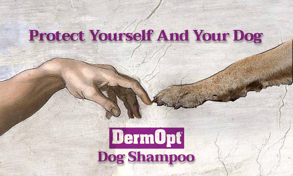 DermOpt's tweet image. DermOpt Shampoo Leaves Your Dog Clean &amp;amp; Healthy DermOpt Coat Care Spray Can Be Used Every Day After Going Out - Both Kill Germs, Bacteria And Viruses ***AS USED BY CRUFTS 2020*** dermopt.com/pet-range/
#dogshampoo #doggrooming